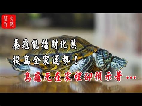 烏龜寓意|【烏龜代表什麼】烏龜背著好運來找你！揭秘烏龜的象。